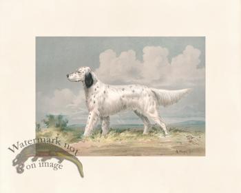 Pope Dog 15 Llewellin Setter